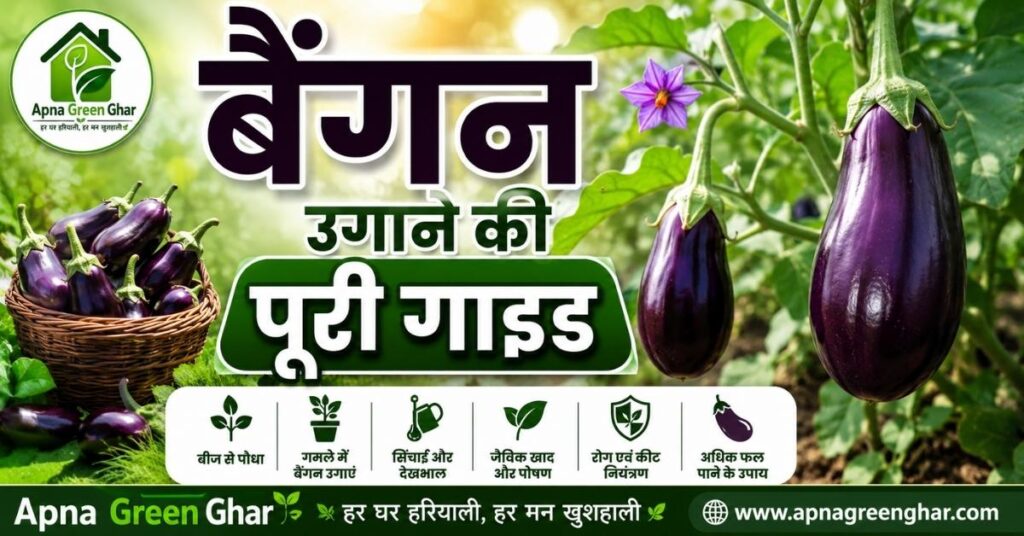 बैंगन उगाने की पूरी गाइड – गमले और किचन गार्डन में बैंगन का स्वस्थ पौधा