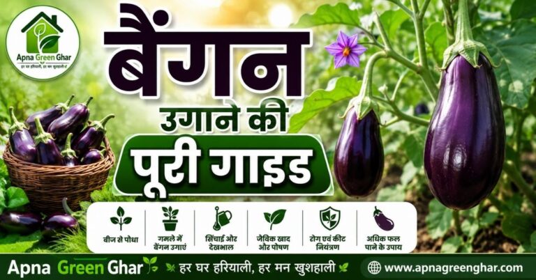 बैंगन उगाने की पूरी गाइड – गमले और किचन गार्डन में बैंगन का स्वस्थ पौधा