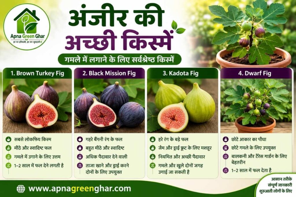 गमले में लगाने के लिए अंजीर की सबसे अच्छी किस्में