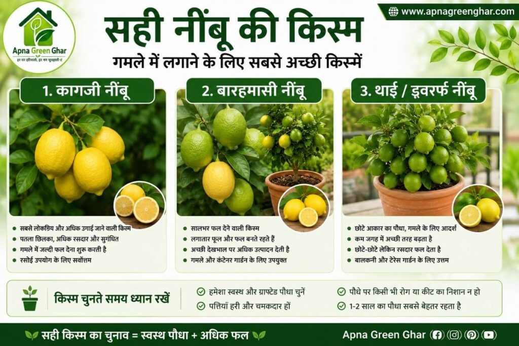 गमले में लगाने के लिए नींबू की सबसे अच्छी किस्में