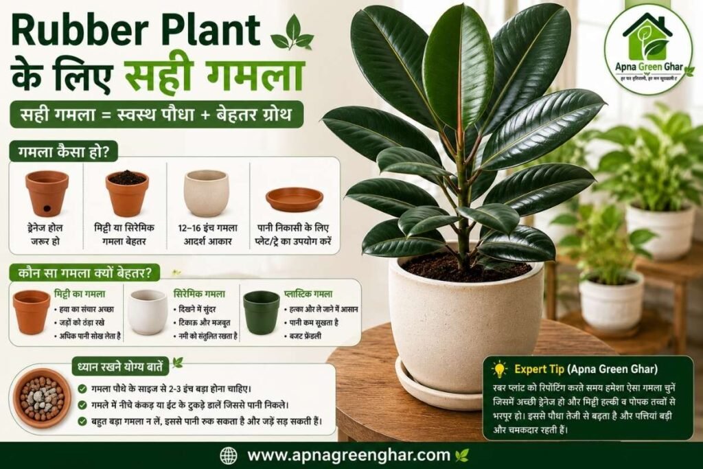 Rubber Plant के लिए सही गमला कैसे चुनें?