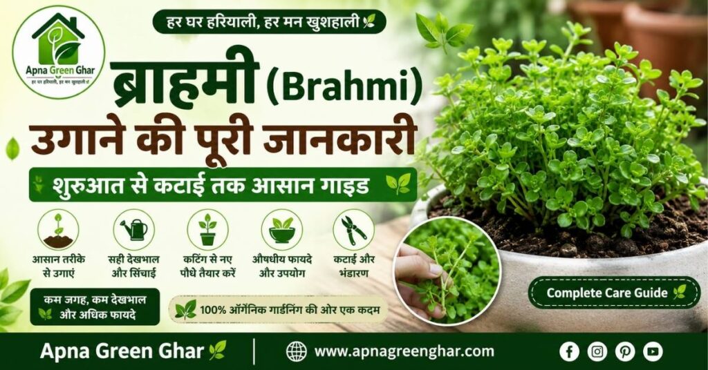 ब्राह्मी (Brahmi) उगाने की पूरी जानकारी