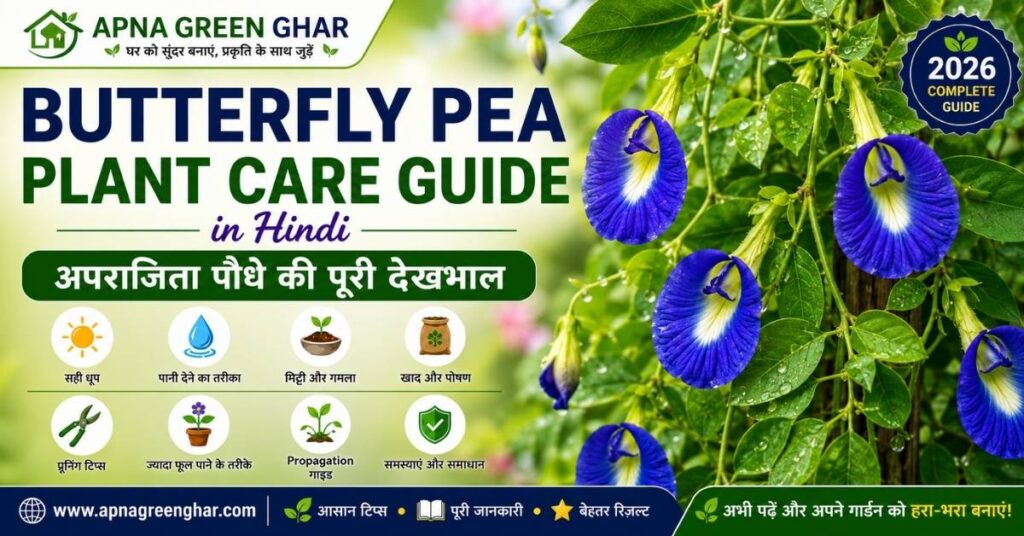 Butterfly Pea Flower Care Guide in Hindi | अपराजिता पौधे की पूरी देखभाल