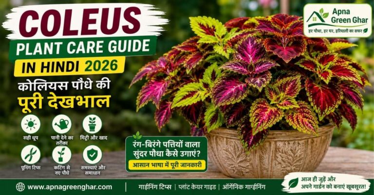 Coleus Plant Care Guide in Hindi – रंगीन कोलियस पौधे की देखभाल