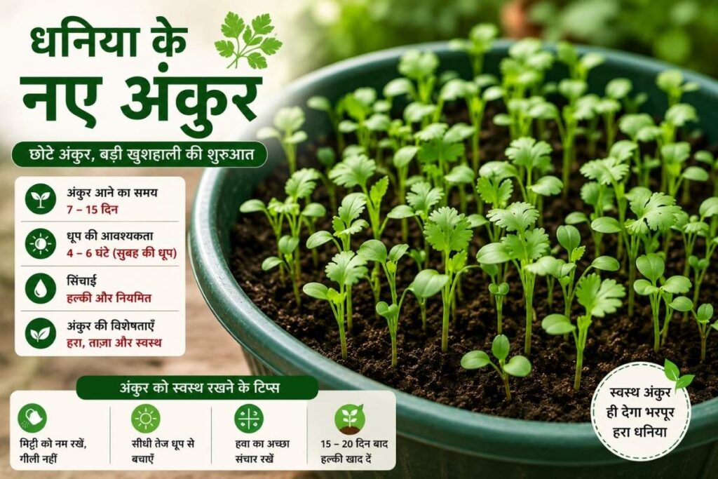 अंकुरण के बाद की देखभाल