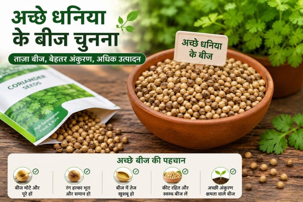 अच्छे धनिया के बीज कैसे चुनें