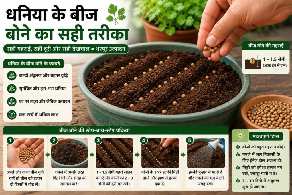 धनिया के बीज Step-by-Step रोपण प्रक्रिया