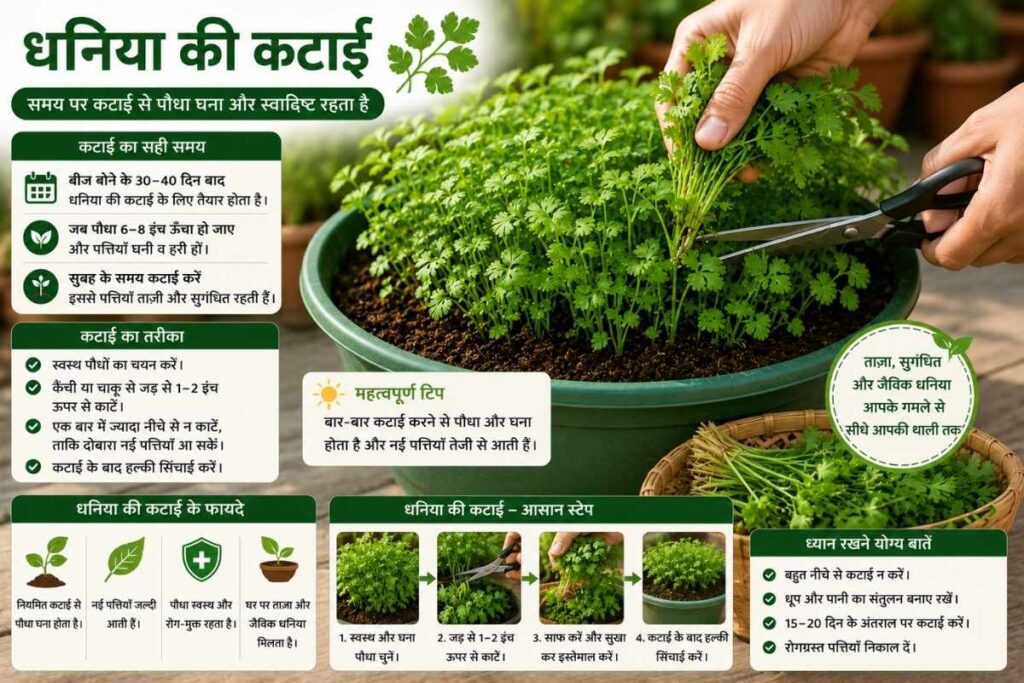 कटाई और उत्पादन