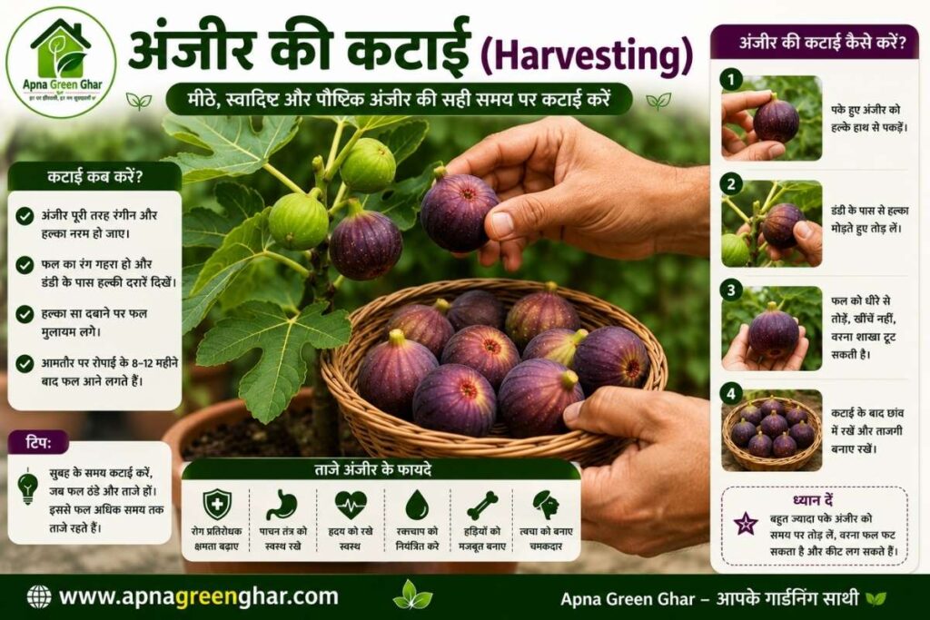 गमले में अंजीर की तुड़ाई (Harvesting) कब और कैसे करें?