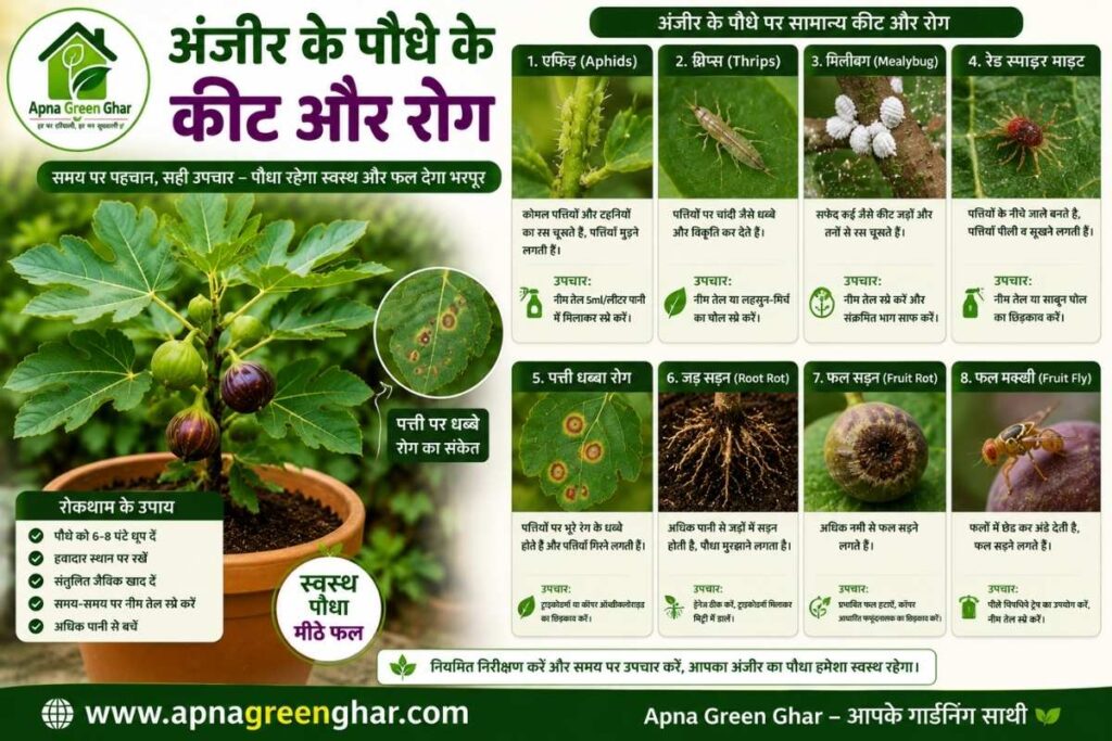 अंजीर के पौधे में लगने वाले सामान्य कीट