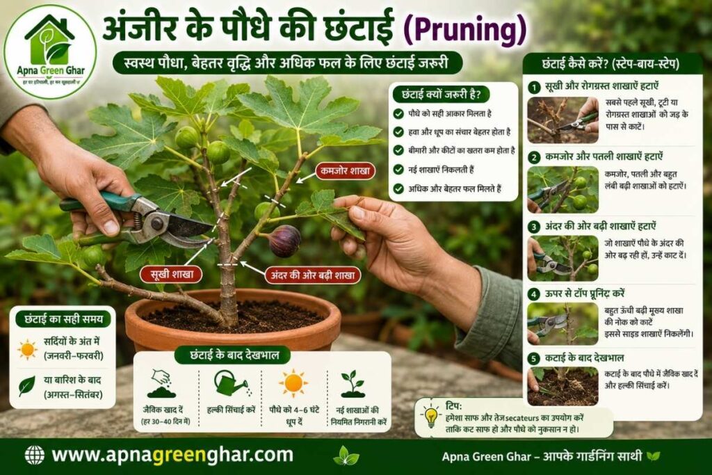 अंजीर के पौधे की छंटाई (Pruning) कैसे करें?