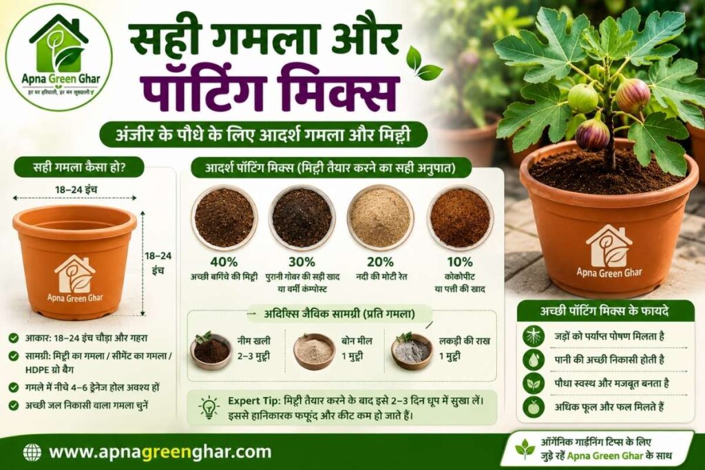 गमले में अंजीर के लिए सबसे अच्छी मिट्टी कैसे तैयार करें?