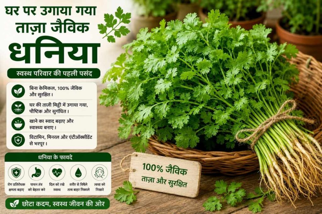 गमले में धनिया उगाने के फायदे