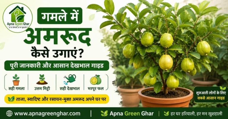गमले में अमरूद का स्वस्थ पौधा जिस पर पके हुए अमरूद लगे हैं