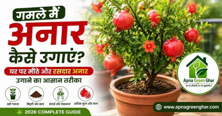 गमले में अनार का पौधा लगाते हुए