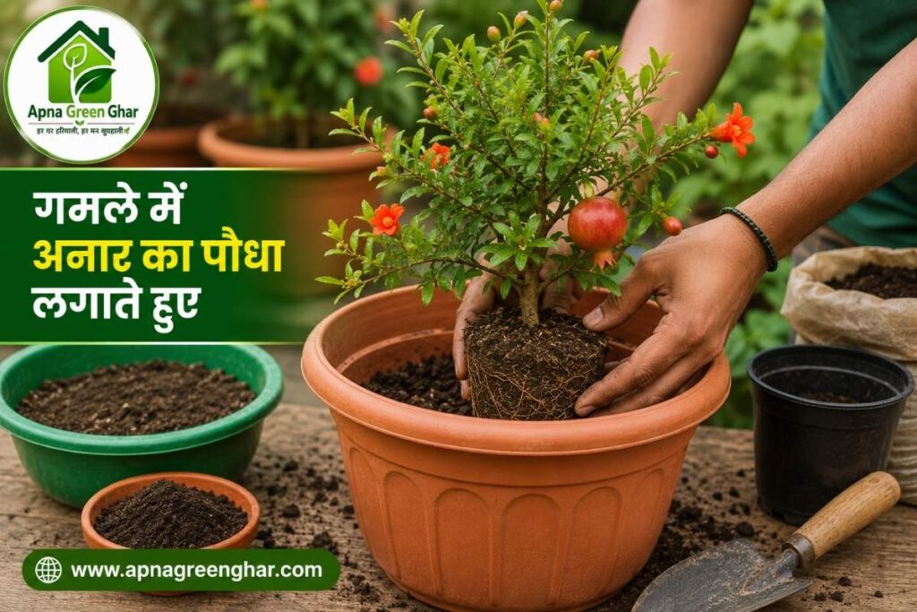 गमले में अनार का पौधा कैसे लगाएं? (Step-by-Step Guide)