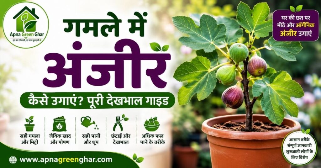 गमले में अंजीर का पौधा कैसे लगाएं