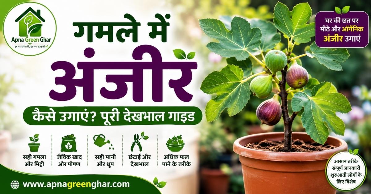 गमले में अंजीर कैसे उगाएं? अंजीर के पौधे की देखभाल, खाद, पानी और अधिक फल पाने की पूरी गाइड (2026)
