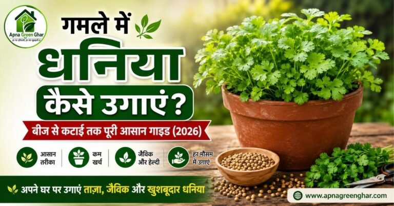 गमले में धनिया कैसे उगाएं?