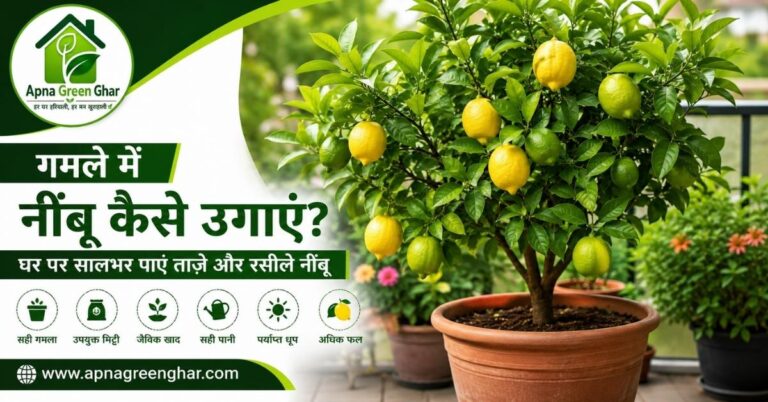गमले में नींबू कैसे उगाएं