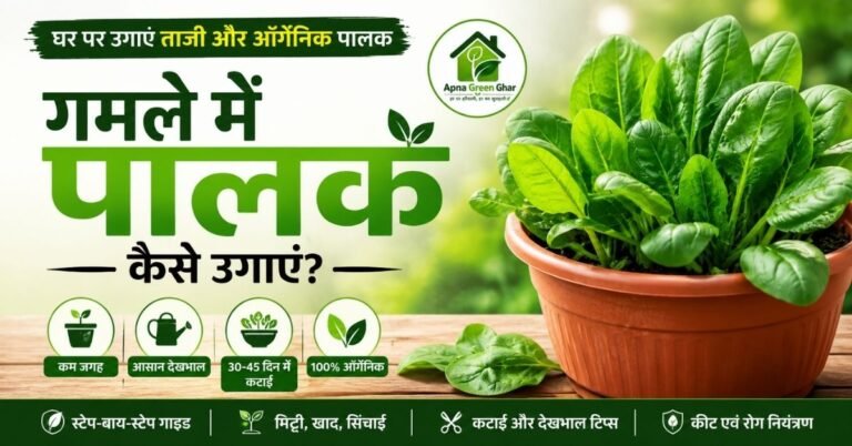 गमले में पालक कैसे उगाएं?