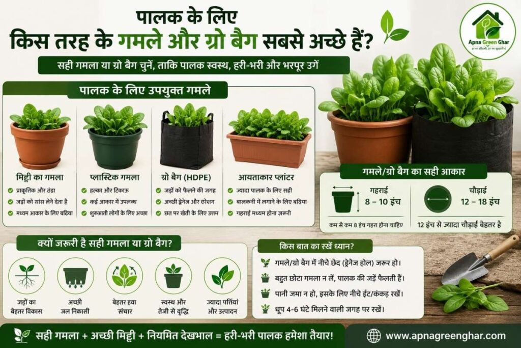 पालक सही गमला कैसे चुनें