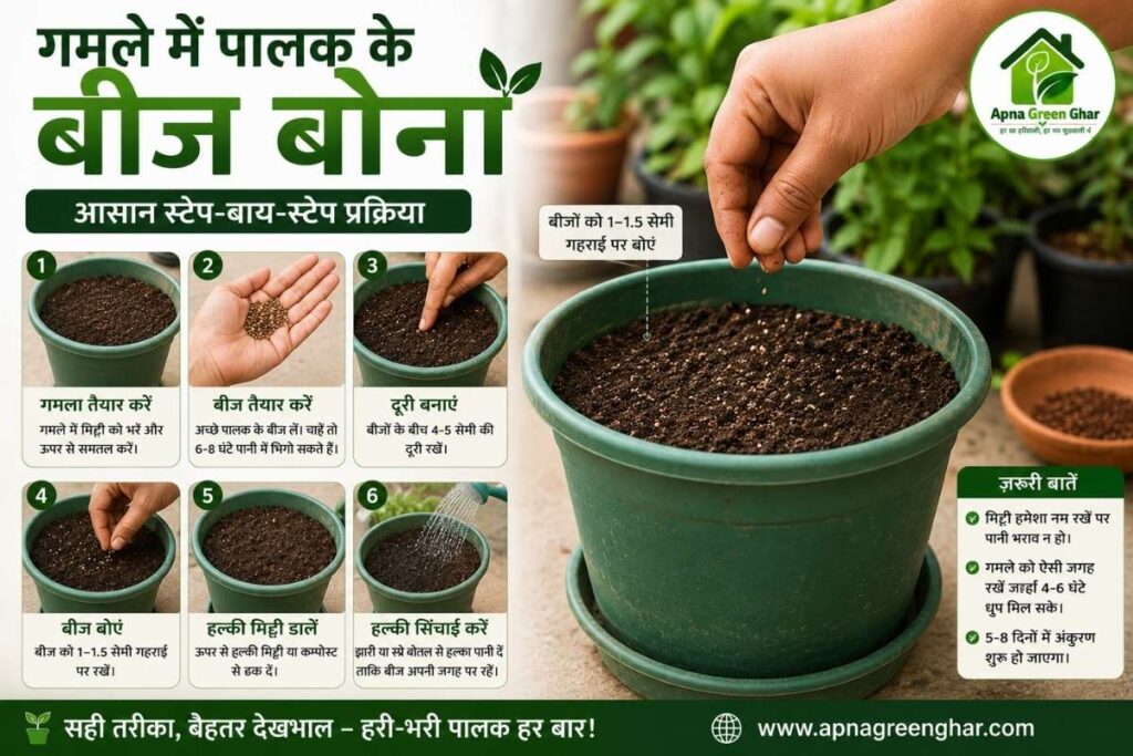 पालक step-by-Step रोपण प्रक्रिया