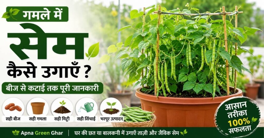गमले में सेम कैसे उगाएं|बीज से कटाई तक पूरी आसान गाइड (2026)