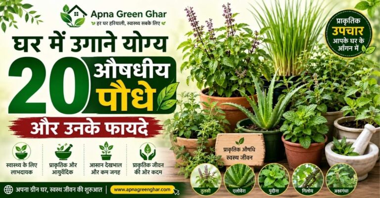 घर में उगाने योग्य 20 औषधीय पौधे और उनके फायदे