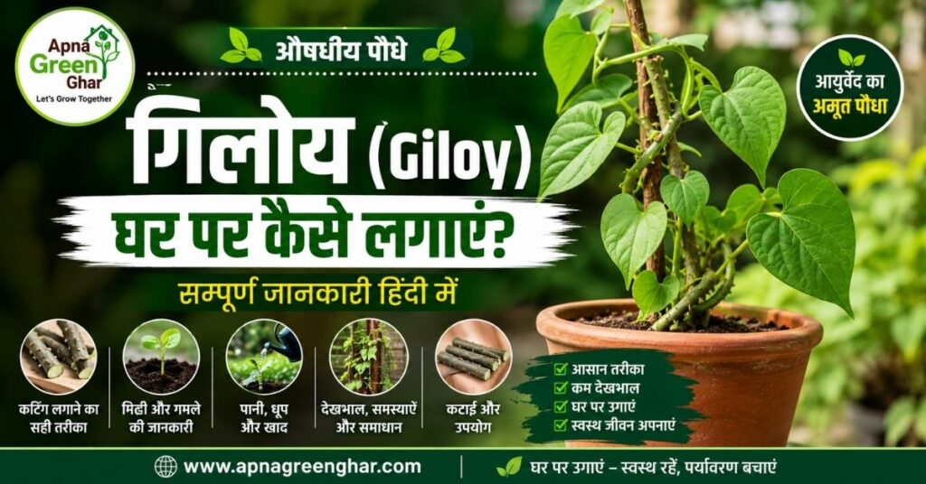 गिलोय घर पर कैसे लगाएं