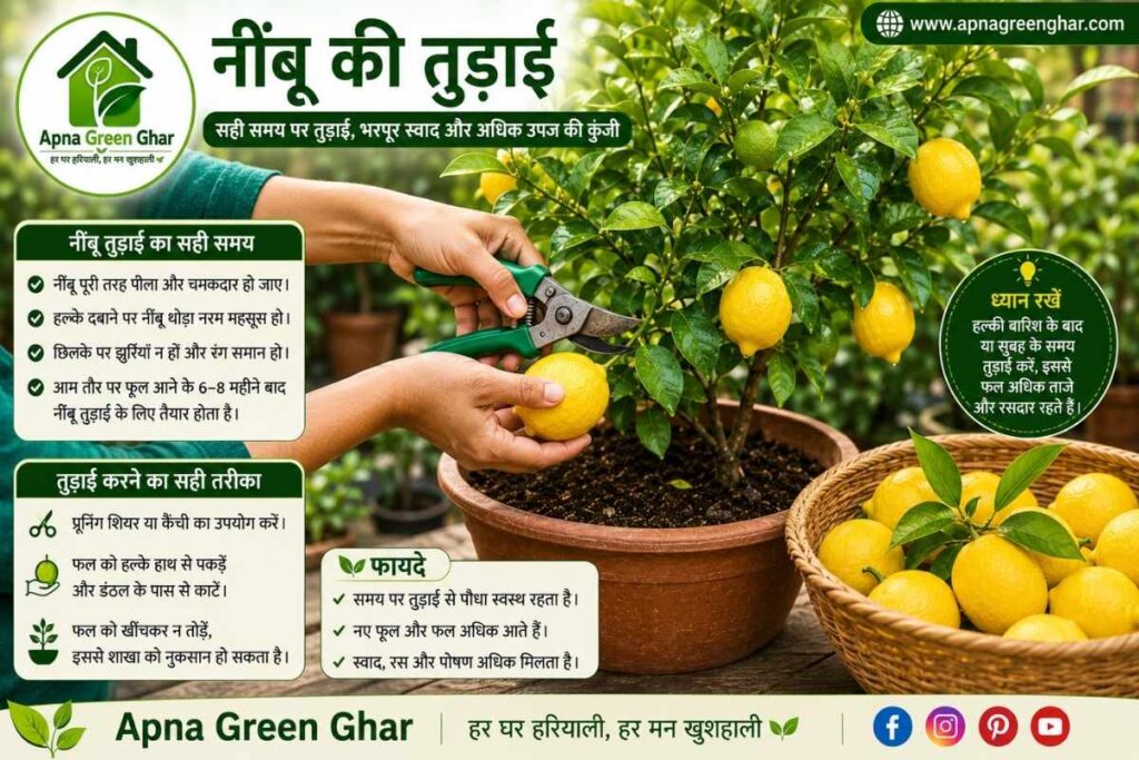 गमले में नींबू की छंटाई (Pruning)
