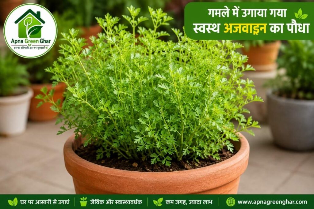 अजवाइन का उत्पादन कैसे बढ़ाएं?