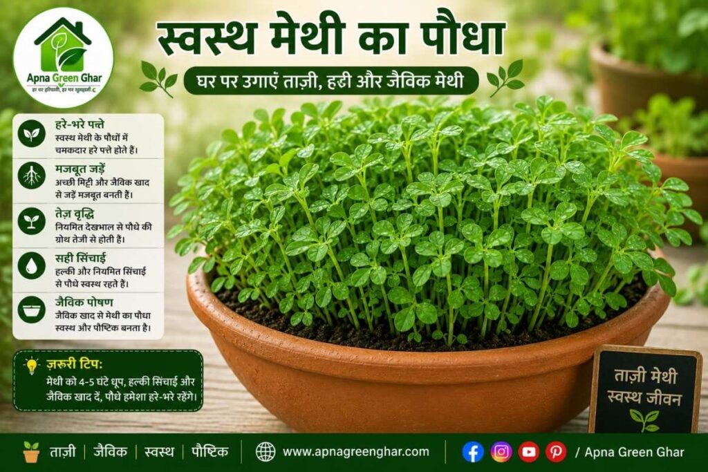 गमले में मेथी उगाने का तरीका 