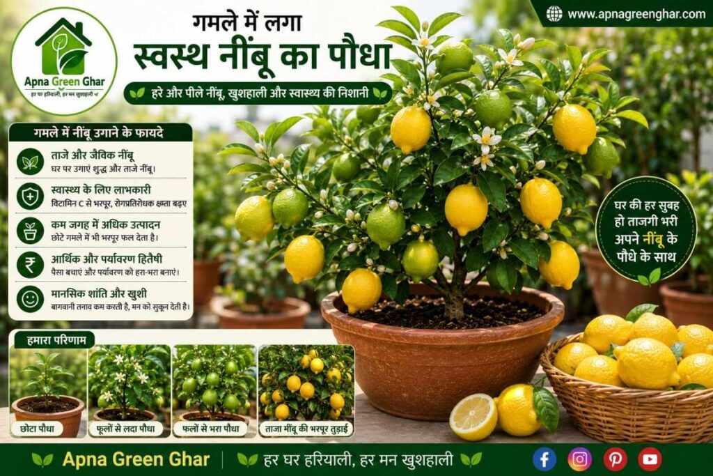 नींबू के पौधे की मासिक देखभाल