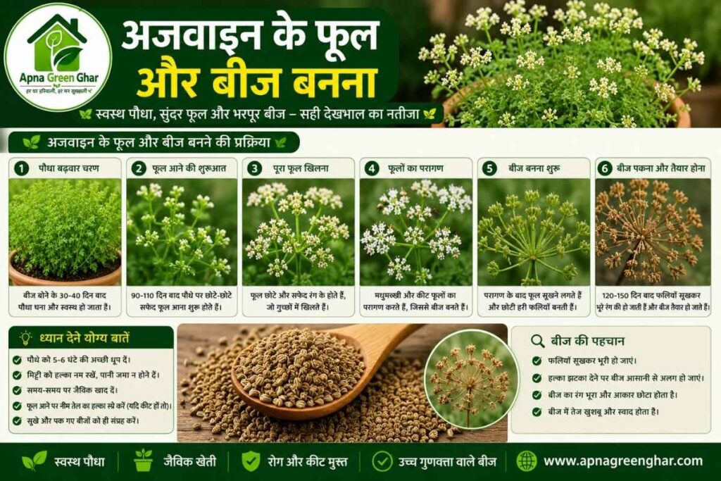 अजवाइन के अच्छे बीज कैसे चुनें?