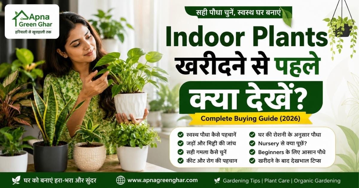 Indoor Plants खरीदने से पहले क्या देखें? Complete Buying Guide