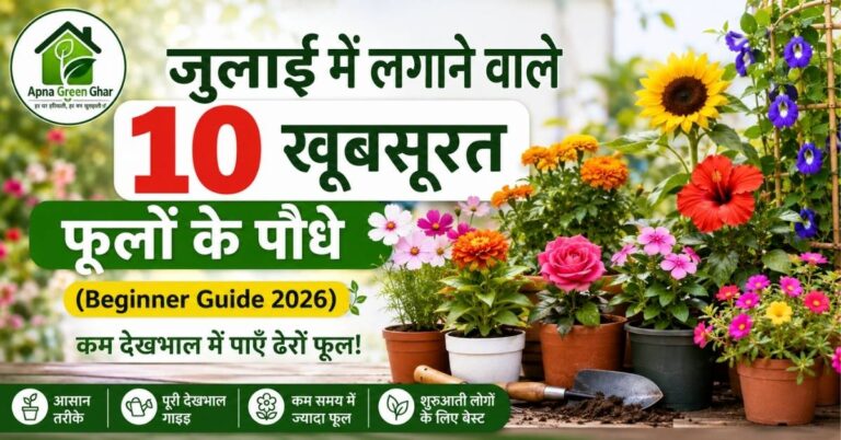 जुलाई में लगाने वाले फूल