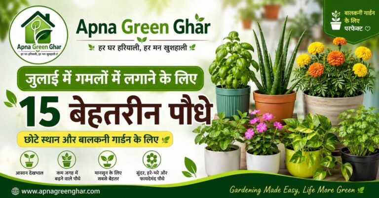 जुलाई में गमलों में लगाने के लिए 15 बेहतरीन पौधे छोटे स्थान और बालकनी गार्डन के लिए
