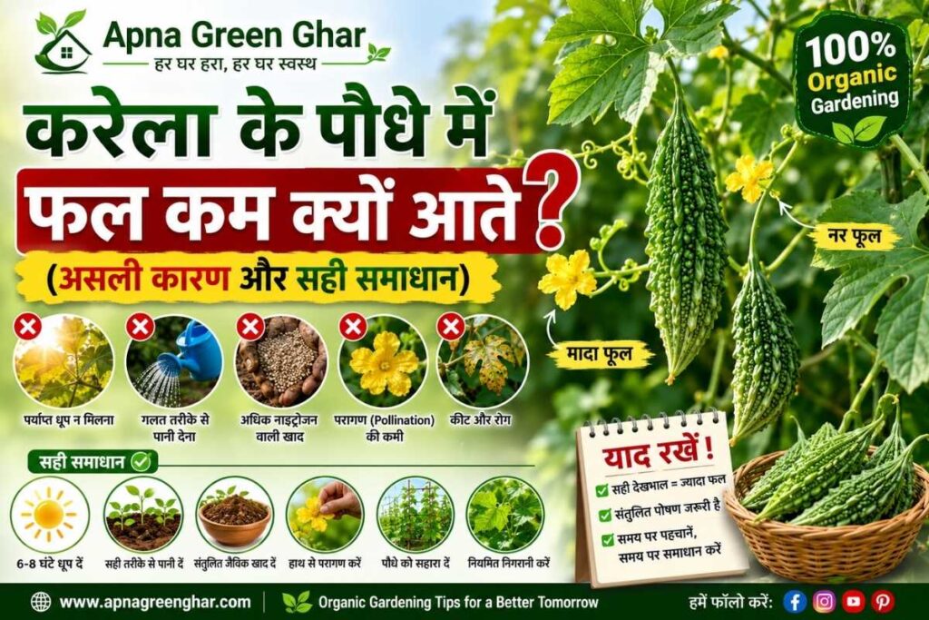 करेला के पौधे में फल कम क्यों आते हैं? (असली कारण और सही समाधान)