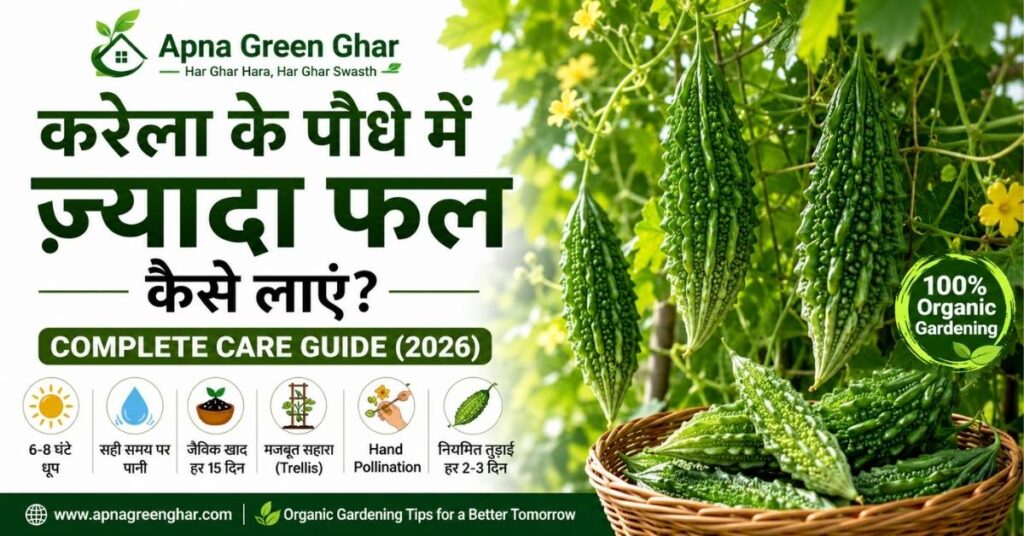करेला के पौधे में ज्यादा फल लाने की पूरी देखभाल गाइड