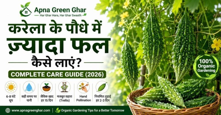 करेला के पौधे में ज्यादा फल लाने की पूरी देखभाल गाइड