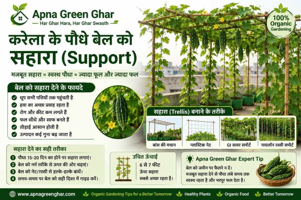 बेल को सहारा (Support) न देना