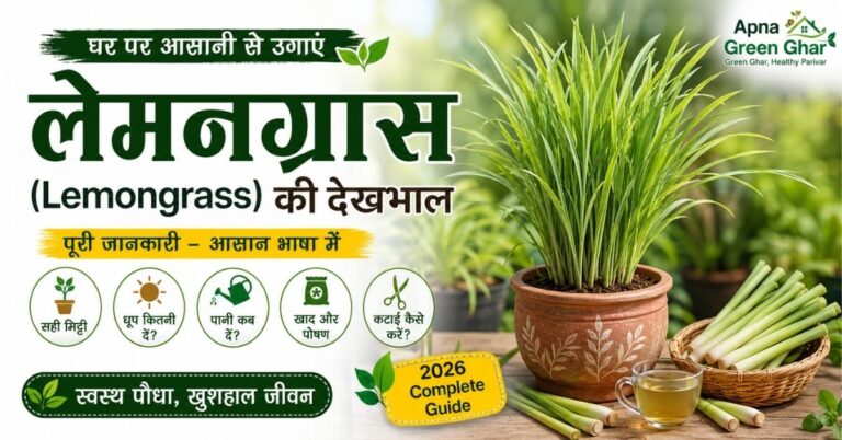 गमले में उगाया गया स्वस्थ लेमनग्रास पौधा