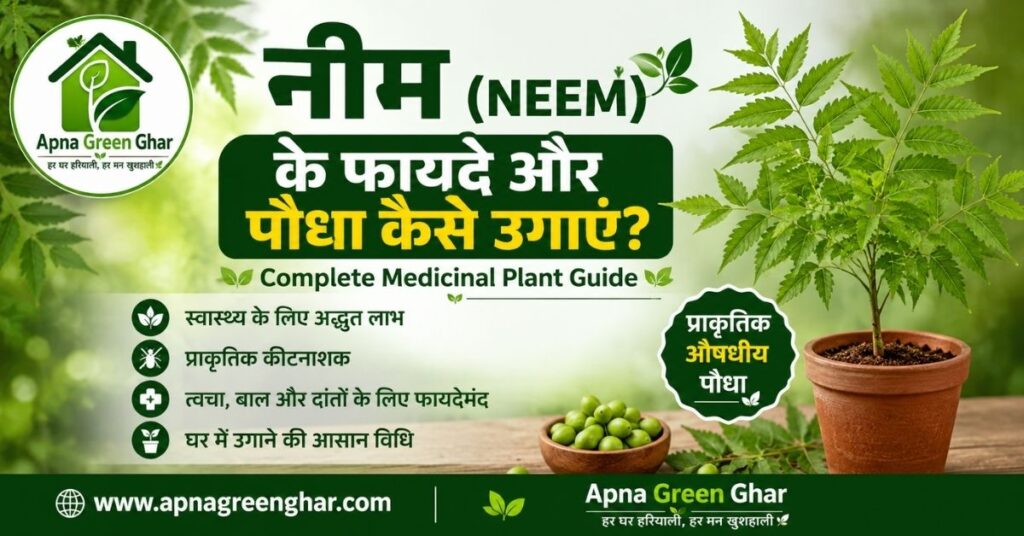 नीम (Neem) के फायदे और पौधा कैसे उगाएं?