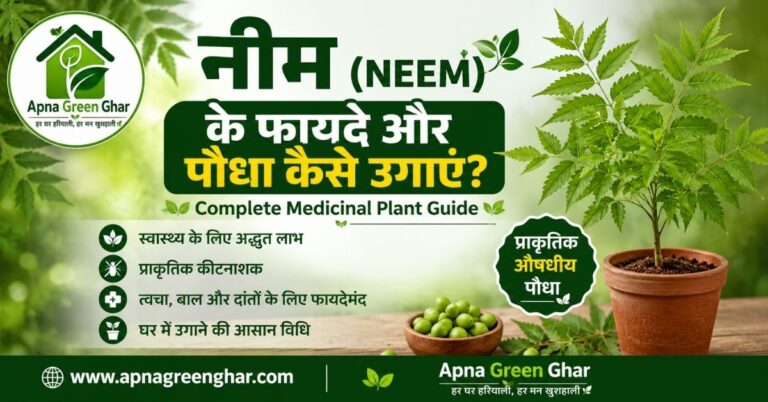 नीम (Neem) के फायदे और पौधा कैसे उगाएं?