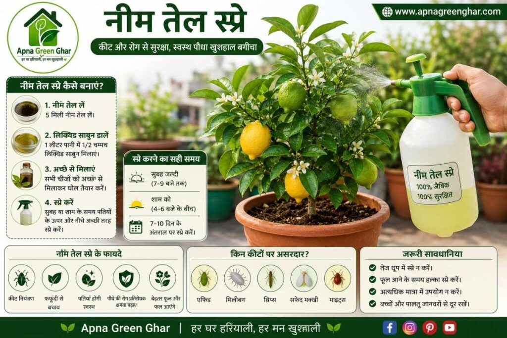 नींबू के पौधे में फूल आने के बाद क्या करें?
