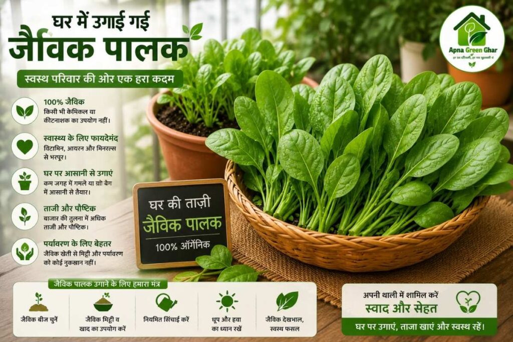पालक