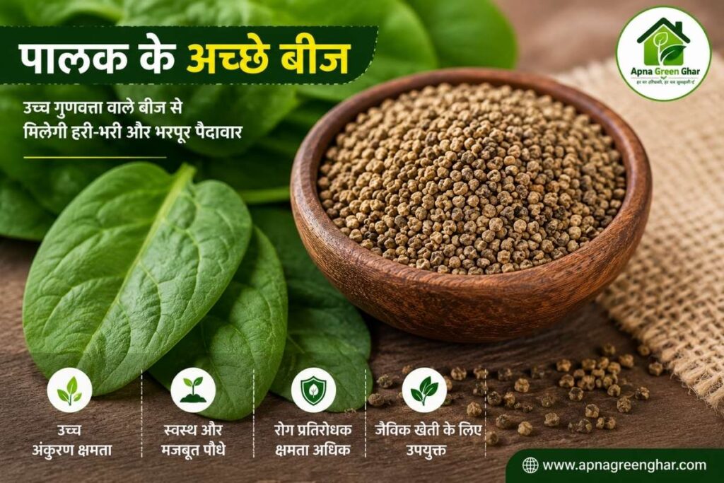 पालक बीज या पौधा चुनें