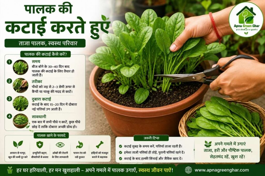 पालक कटाई और उत्पादन