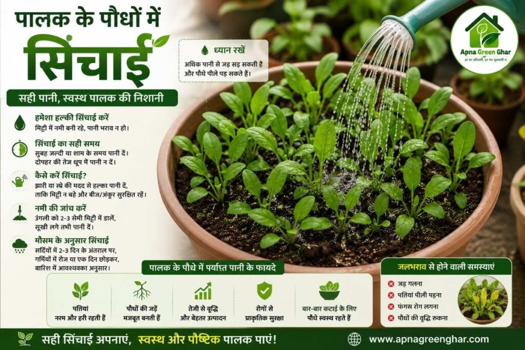 पालक सिंचाई (Watering)